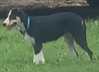 Zoe, a female Border Collie for sale in Corydon, IN – 2 of 6