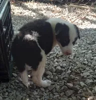 Max, a male Border Collie for sale in Corydon, IN – 3 of 4