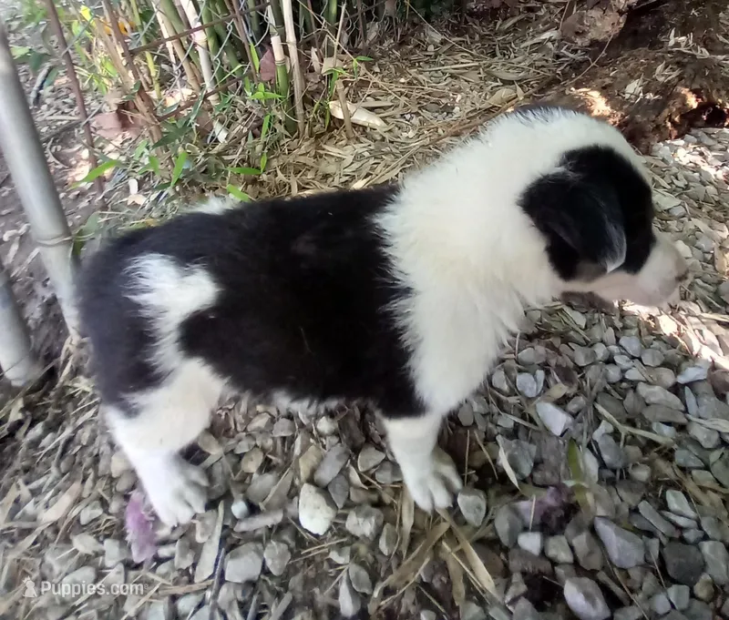 Max – Border Collie puppy for sale in Corydon, IN
