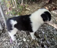 Max, a male Border Collie for sale in Corydon, IN – 2 of 4