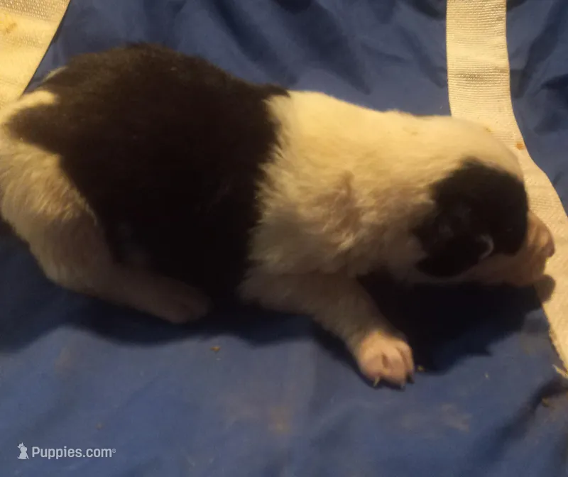 Max – Border Collie puppy for sale in Corydon, IN