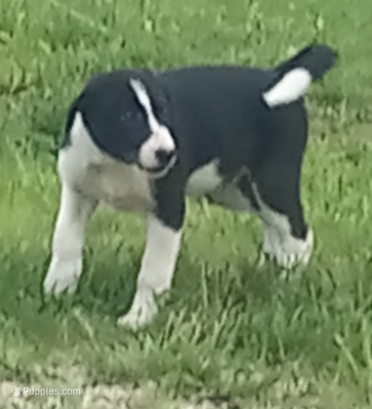 Spotify – Border Collie puppy for sale in Corydon, IN