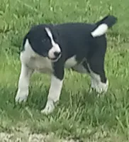 Spotify, a male Border Collie for sale in Corydon, IN – 1 of 3
