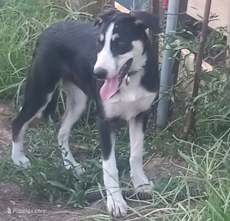 Zoe – Border Collie puppy for sale in Corydon, IN