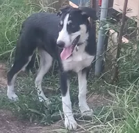 Zoe, a female Border Collie for sale in Corydon, IN – 1 of 6
