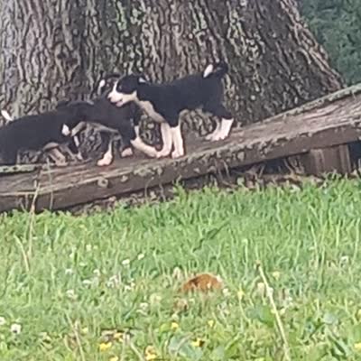 Zoe, a female Border Collie for sale in Corydon, IN – 4 of 4