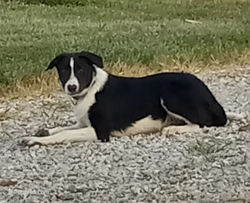 Spotify – Border Collie puppy for sale in Corydon, IN