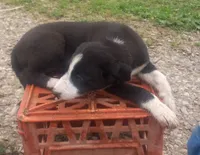 Cloe, a female Border Collie for sale in Corydon, IN – 2 of 4