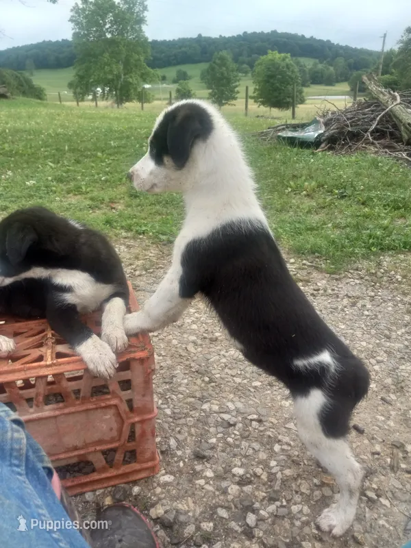 Max – Border Collie puppy for sale in Corydon, IN