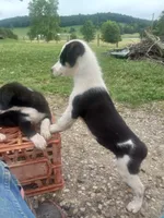 Max, a male Border Collie for sale in Corydon, IN – 2 of 4