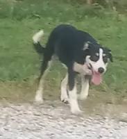 Zoe, a female Border Collie for sale in Corydon, IN – 1 of 6