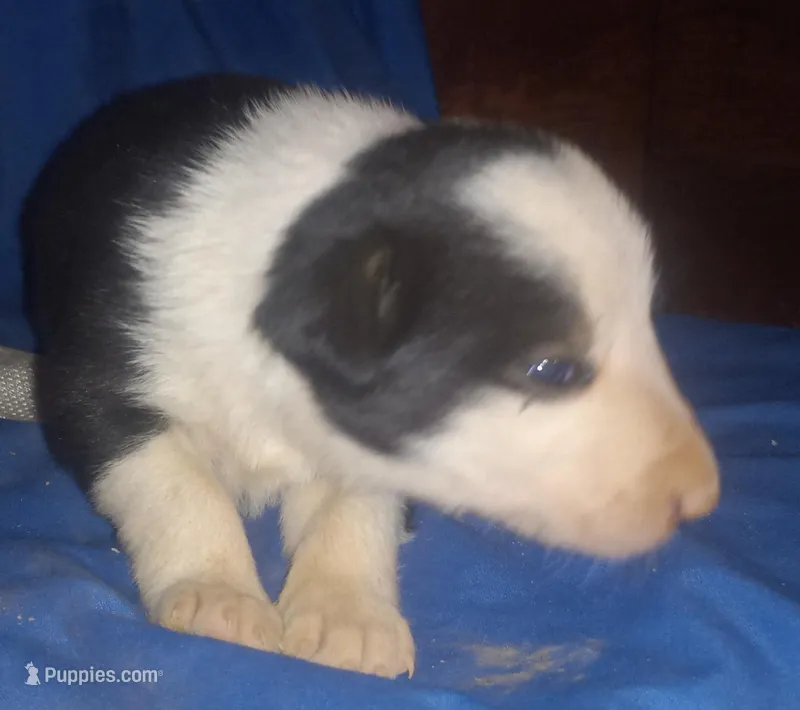 Rowdy – Border Collie puppy for sale in Corydon, IN