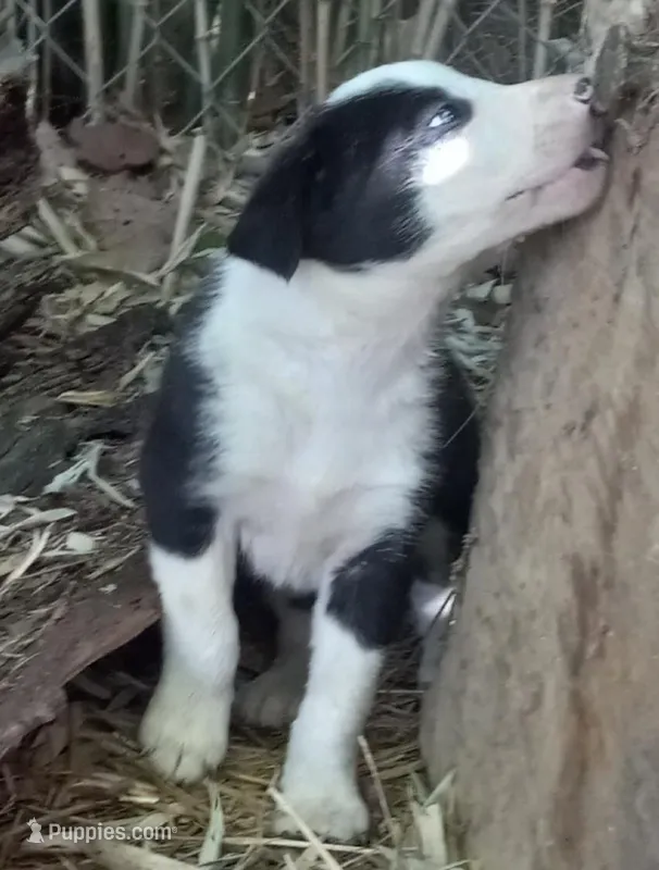 Rowdy – Border Collie puppy for sale in Corydon, IN