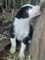 Rowdy, a male Border Collie for sale in Corydon, IN – 2 of 4