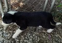 Rowdy, a male Border Collie for sale in Corydon, IN – 3 of 4