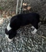 Rowdy, a male Border Collie for sale in Corydon, IN – 4 of 4