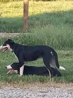 Zoe, a female Border Collie for sale in Corydon, IN – 3 of 6