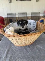 Green Collar, a male Miniature Schnauzer for sale in Monticello, MS – 3 of 4