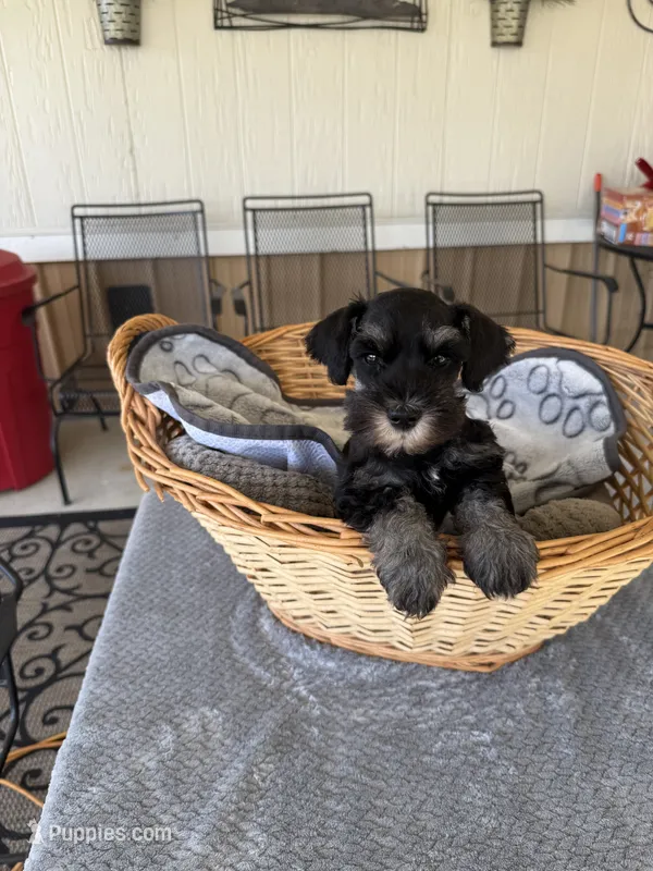 Blue Collar – Miniature Schnauzer puppy for sale in Monticello, MS