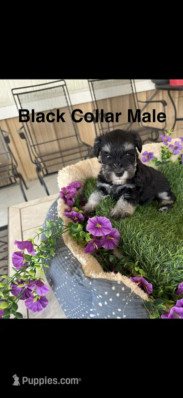 Black Collar – Miniature Schnauzer puppy for sale in Monticello, MS