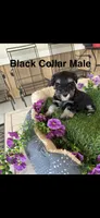Black Collar, a male Miniature Schnauzer for sale in Monticello, MS – 1 of 1