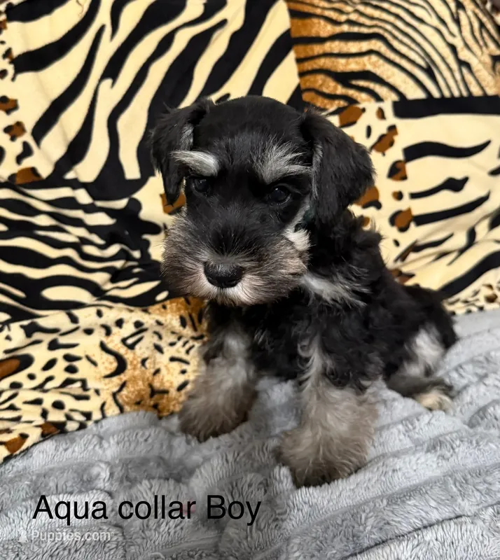 Aqua Collar Male – Miniature Schnauzer puppy for sale in Monticello, MS