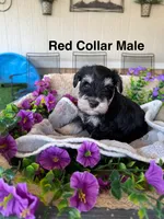 Red Collar , a male Miniature Schnauzer for sale in Monticello, MS – 1 of 2