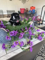 Red Collar , a male Miniature Schnauzer for sale in Monticello, MS – 2 of 2
