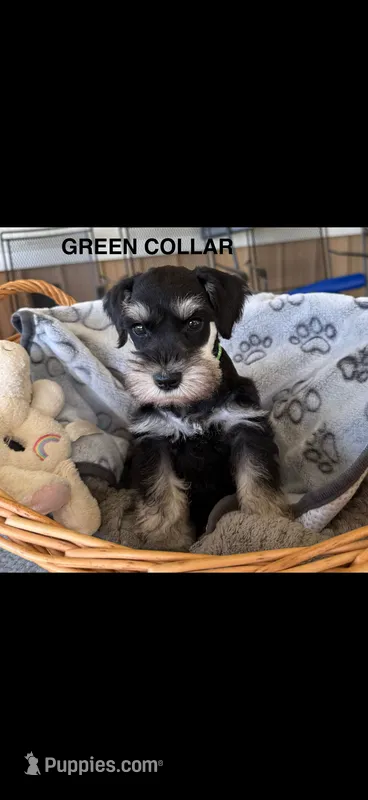 Green Collar – Miniature Schnauzer puppy for sale in Monticello, MS