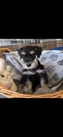 Green Collar, a male Miniature Schnauzer for sale in Monticello, MS – 1 of 4
