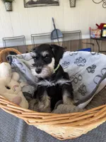 Green Collar, a male Miniature Schnauzer for sale in Monticello, MS – 2 of 4