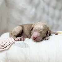 Twilight , a female Goldendoodle and Miniature Goldendoodle for sale in Evans, GA – 4 of 4