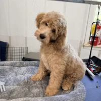 Rocket, a male Miniature Goldendoodle for sale in Evans, GA – 2 of 2