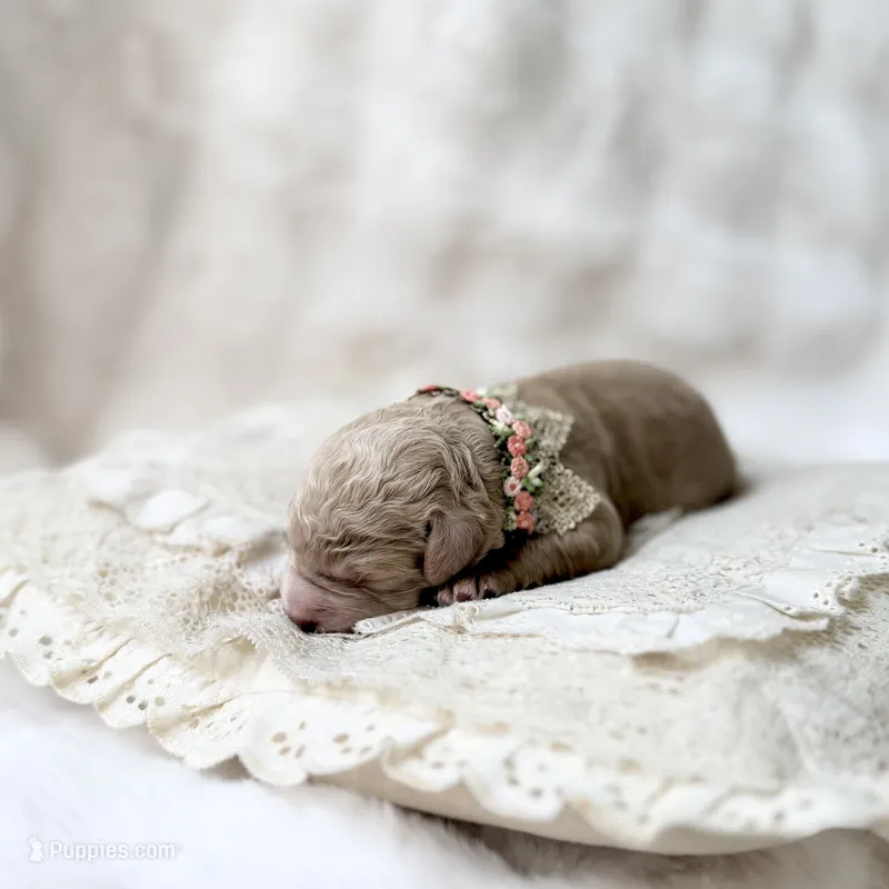 Glory – Goldendoodle, Miniature Goldendoodle puppy for sale in Evans, GA