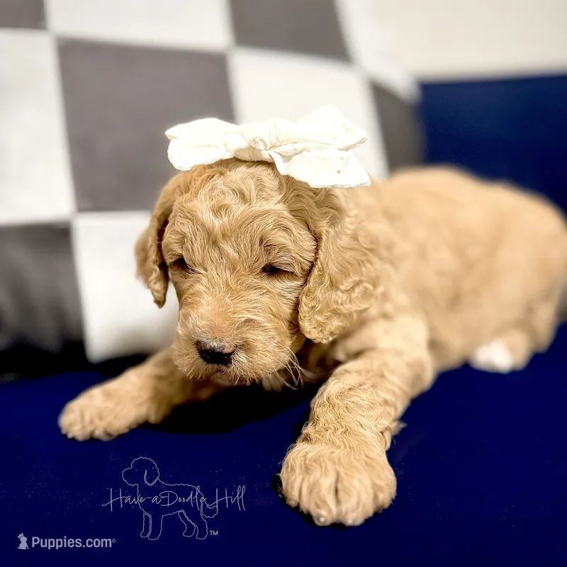 Anthem – Goldendoodle, Miniature Goldendoodle puppy for sale in Evans, GA
