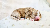 Country , a female Goldendoodle and Miniature Goldendoodle for sale in Evans, GA – 4 of 4