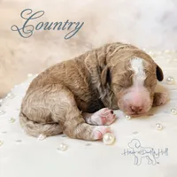 Country , a female Goldendoodle and Miniature Goldendoodle for sale in Evans, GA – 1 of 4