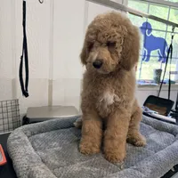 Anthem, a female Goldendoodle and Miniature Goldendoodle for sale in Evans, GA – 2 of 2