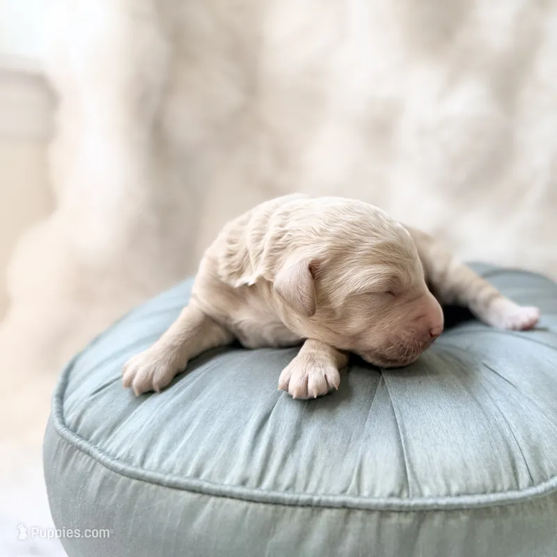 Rocket – Miniature Goldendoodle puppy for sale in Evans, GA