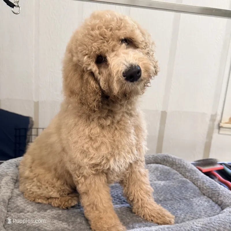Twilight  – Goldendoodle, Miniature Goldendoodle puppy for sale in Evans, GA