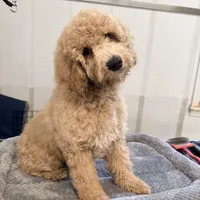 Twilight , a female Goldendoodle and Miniature Goldendoodle for sale in Evans, GA – 1 of 3