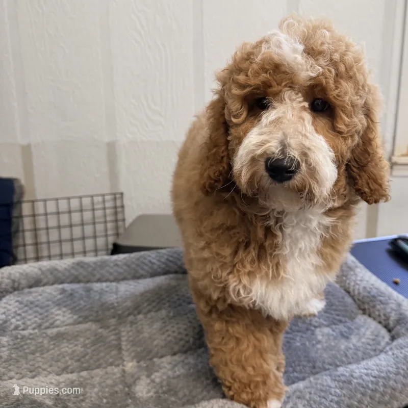 Country  – Goldendoodle, Miniature Goldendoodle puppy for sale in Evans, GA