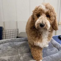 Country , a female Goldendoodle and Miniature Goldendoodle for sale in Evans, GA – 1 of 3
