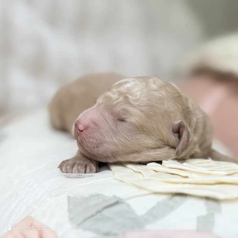 Twilight  – Goldendoodle, Miniature Goldendoodle puppy for sale in Evans, GA