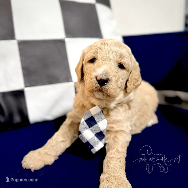 Banner – Goldendoodle, Miniature Goldendoodle puppy for sale in Evans, GA