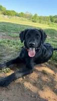 Rye, a male Havapoo and Miniature Goldendoodle for sale in Evans, GA – 5 of 8