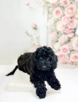 processed/9853aaed-f463-4726-bdf3-b5d2c7bda601/listing/4a7ff4c1-4642-4ba6-88ff-5f27aec92334/ea5b857d-1c95-4835-a806-0ef1c45d36a7