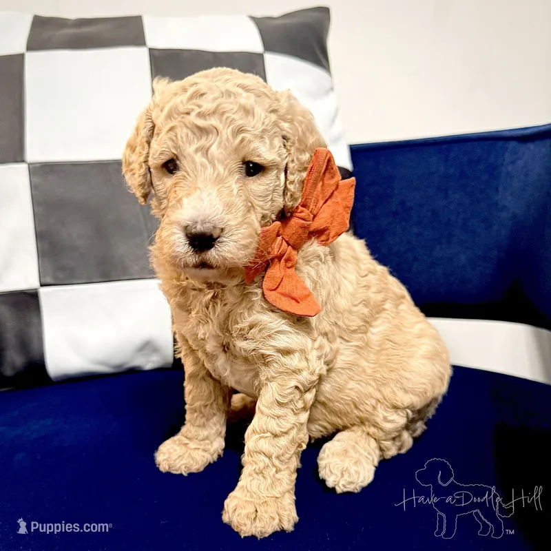 Twilight  – Goldendoodle, Miniature Goldendoodle puppy for sale in Evans, GA