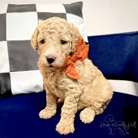 Twilight , a female Goldendoodle and Miniature Goldendoodle for sale in Evans, GA – 1 of 5