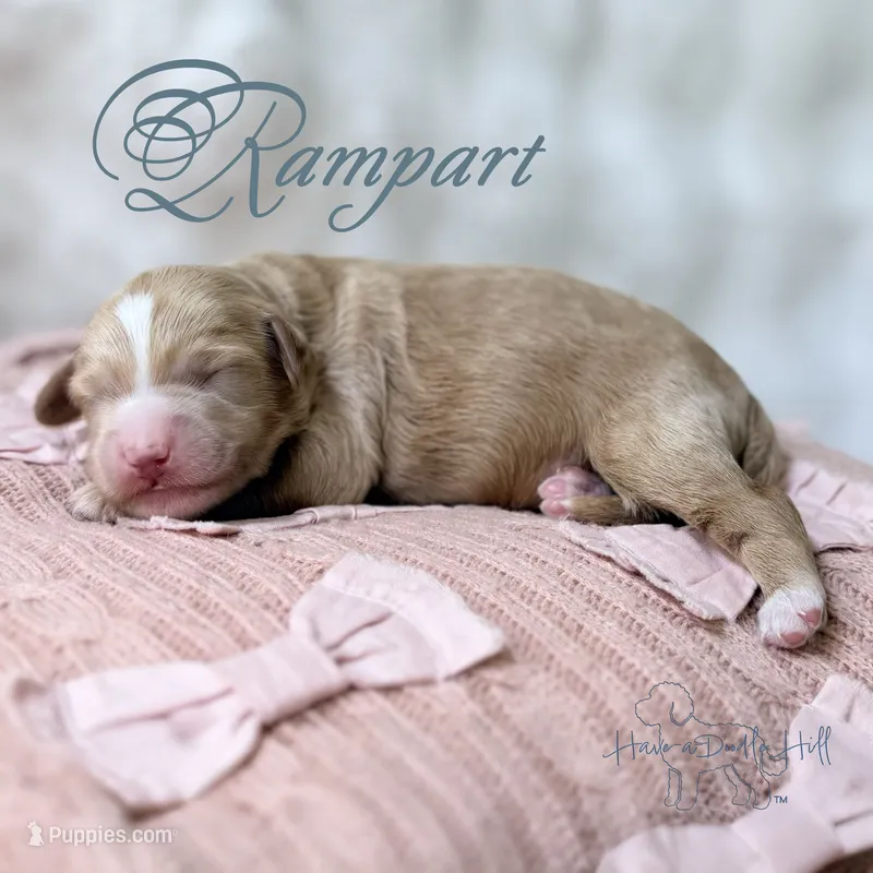 Rampart – Goldendoodle, Miniature Goldendoodle puppy for sale in Evans, GA